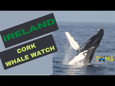 Whale Watching In Ireland 2024 2025 Rove Me