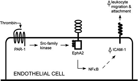 Receptor Tyrosine Kinase Epha Mediates Thrombin Induced Upregulation