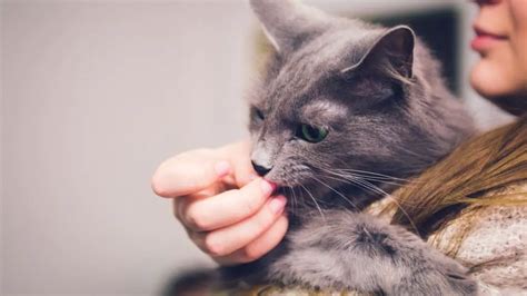 Why Do Cats Lick You Then Bite You The Surprising Reason