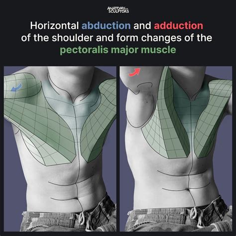 Horizontal abduction and adduction of the shoulder and the form changes ...