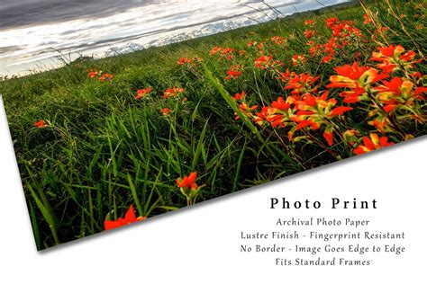 Wildflower Photography Print Indian Paintbrush Picture Oklahoma