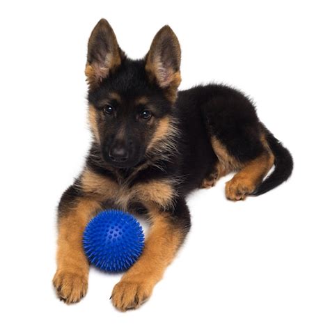 Um lindo cachorrinho é o pastor alemão brincando a bola isolada em