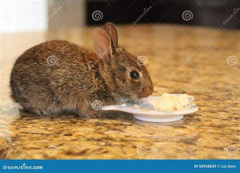 Wild Baby Bunny Stock Photo - Image: 58958839