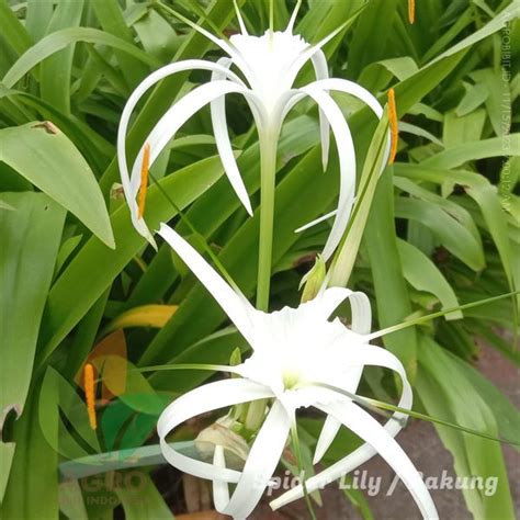 Jual Bibit Bunga Bakung Spider Lily Putih | Agro Bibit ID