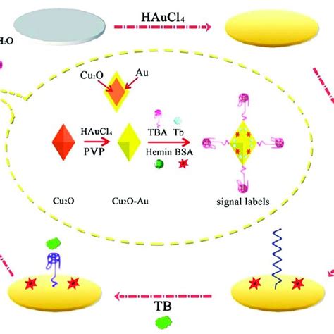 The Signal Amplification Strategy For A Download Scientific Diagram