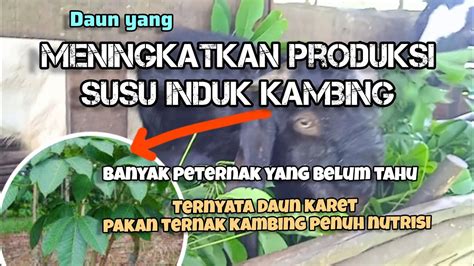 Daun Karet Pakan Ternak Kambing Yang Bernutrisi Tinggi YouTube