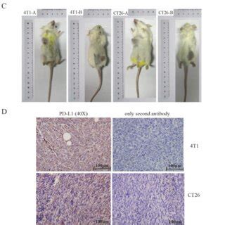 Detection Of PD L1 Expression In Murine Tumor Cells In Vitro And Vivo