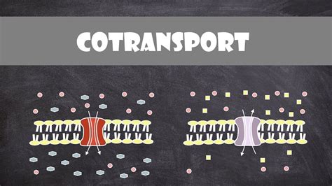 Cotransport Cell Biology Youtube