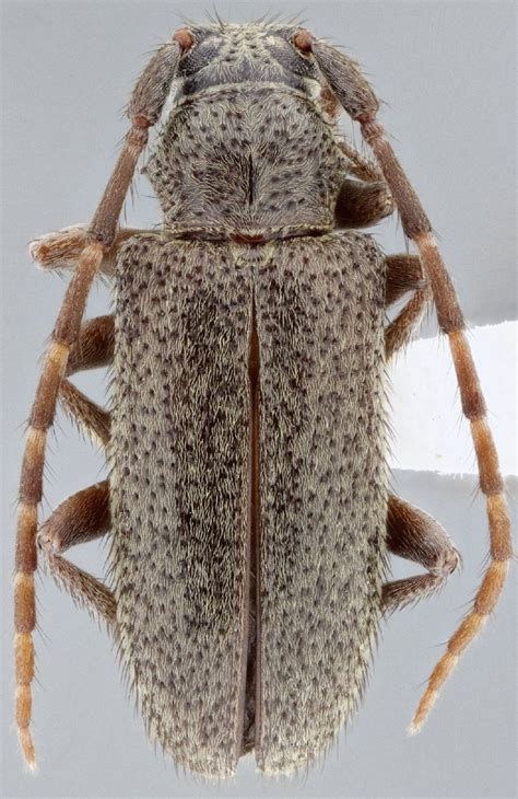 Cerambycidae Species Details