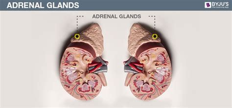 Adrenal gland location in human body - persynergy