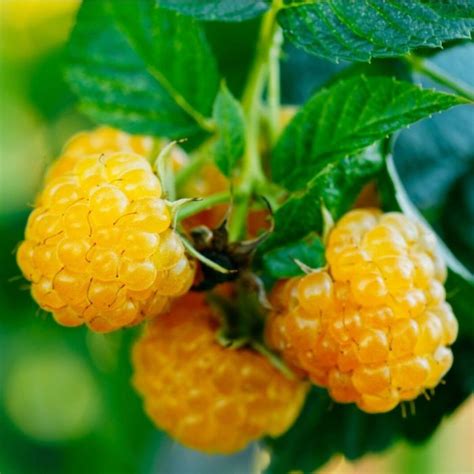 Rubus Idaeus Fallgold Ofwel Framboos Kopen