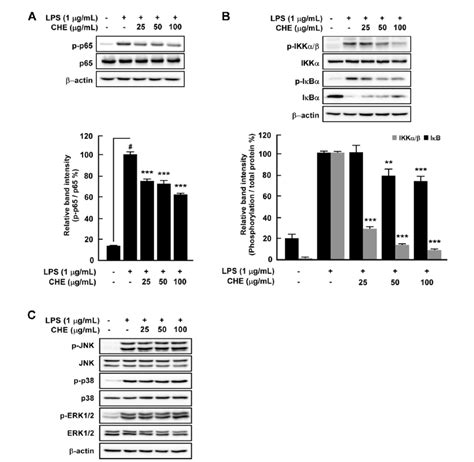 Effects Of Croton Hirtus Lhér Extract Che On Lps Induced Nf κb And