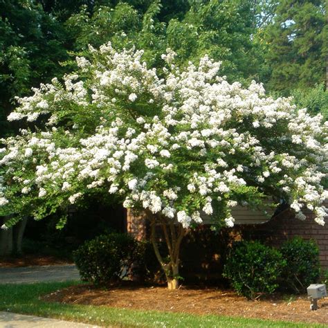 Natchez Crape Myrtle Trees For Sale