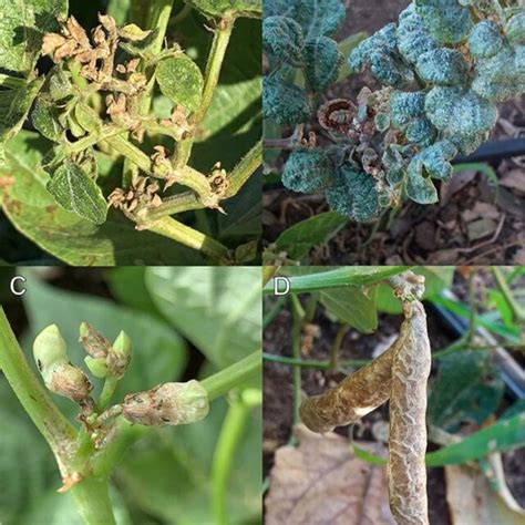 bean plants attacked   usitatus  deformed young shoots