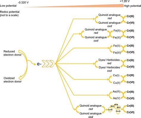 Frontiers Chemical Assisted Microbially Mediated Chromium Cr Vi