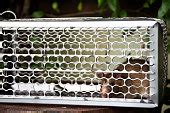 picture norway rat rattus norvegicus brown rat house rat
