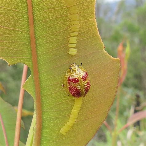 Paropsisterna fastidiosa – Ausemade