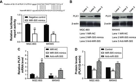 Mir 505 Directly Regulates Plk1 Expression In Gastric Cancer Cells