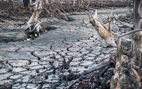 destruido mangle bosque escenario, mangle bosques son destruido y
