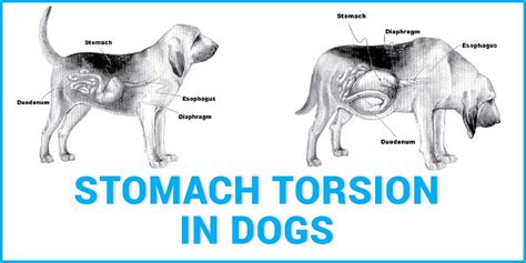 What Are The Symptoms Of Bloat In Dogs