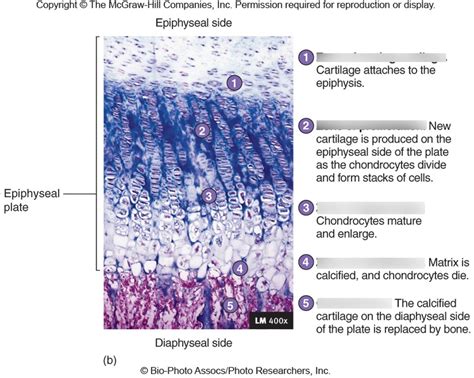 Zones Of The Epiphyseal Plate Diagram Quizlet