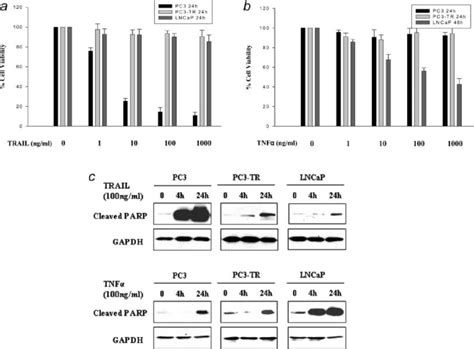 Prostate cancer cell lines PC3, PC3-TR and LNCaP have differential ...