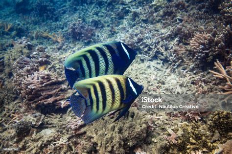 Six Banded Angelfish Pair Swimming Along Australias Great Barrier Reef ...