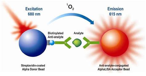 IFN-γ (bovine) AlphaLISA Detection Kit, 500 Assay Points | PerkinElmer