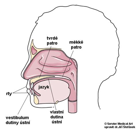 Dutina ústní Medicína nemoci studium na 1 LF UK