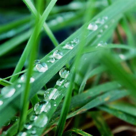 Free Images Tree Nature Branch Cold Dew Lawn Meadow Leaf