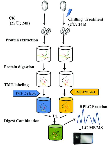 Overview Of The Quantitative Proteomics Analysis Conducted In This