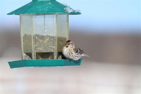 Premium Photo Close Up Of Bird Perching On Birdhouse