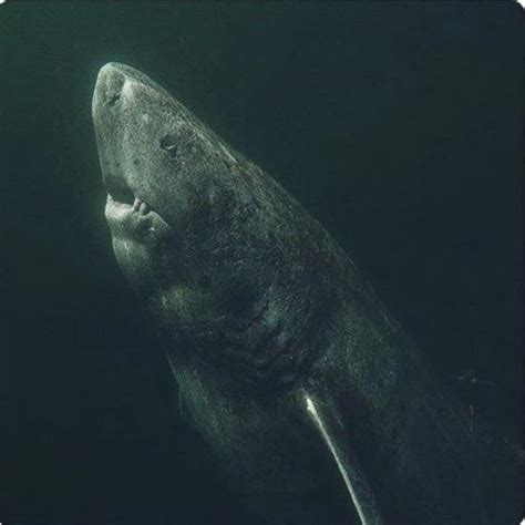 Greenland Sharks Can Grow Up To 5m In Length And Mature Extremely