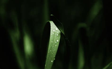 Wallpaper X Px Closeup Depth Of Field Detailed Grass