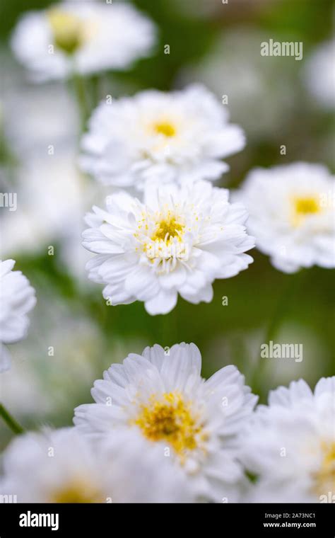 Tanacetum parthenium Stock Photo - Alamy