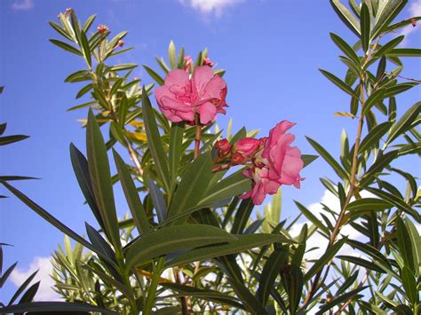 Common Oleander Plants Of Gavilan College INaturalist