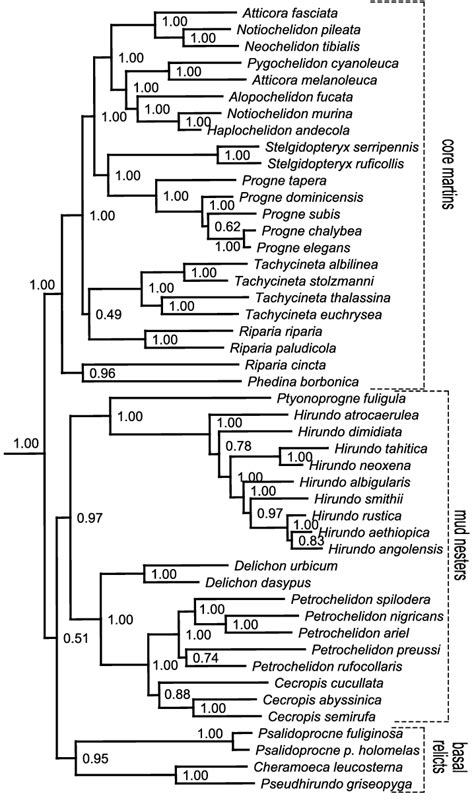 Bayesian Consensus Tree Consisting Of 47 Swallow Species For Which All