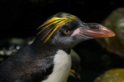 How to help penguins (photos)