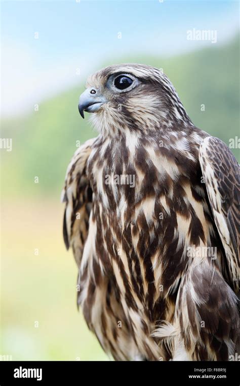 Peregrine falcon stoop hi-res stock photography and images - Alamy