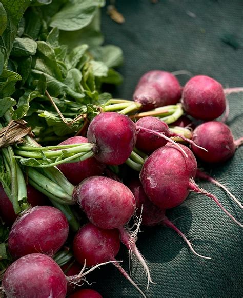 Fresh Organic Radishes with Green Leaves · Free Stock Photo