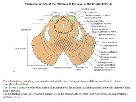 Low transverse incision: Lower-Segment Transverse Cesarean Section – PMC