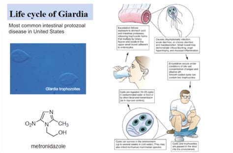 Protozoan Infections Flashcards Quizlet