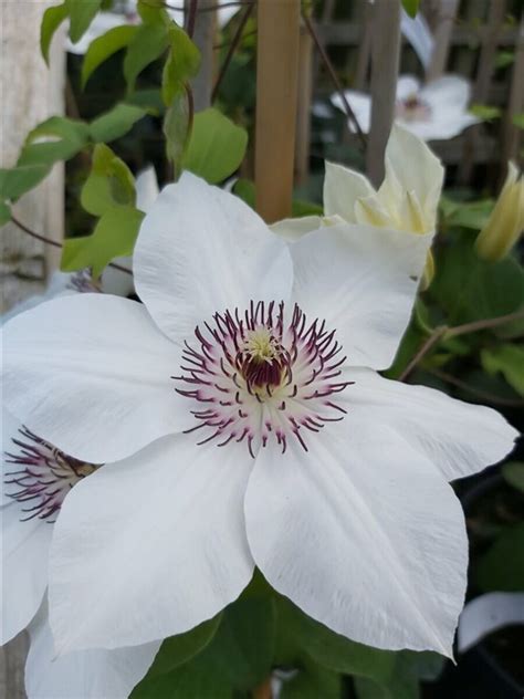 Clematis Boulevard Ninon 90 100 3l Van Arnhem Nursery