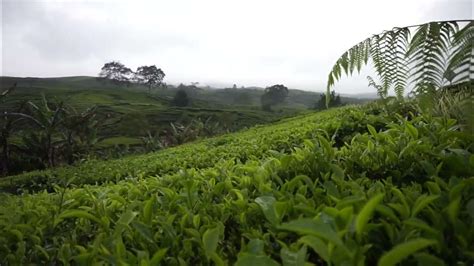 Kerinci Indahvideo Mentahan No Copyright Pemandangan Kebun Teh Di Pagi