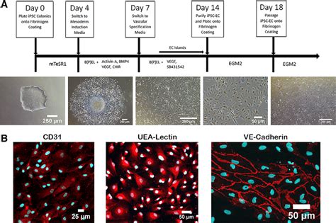 Induced Pluripotent Stem Cell Ipsc Endothelial Cell Ec