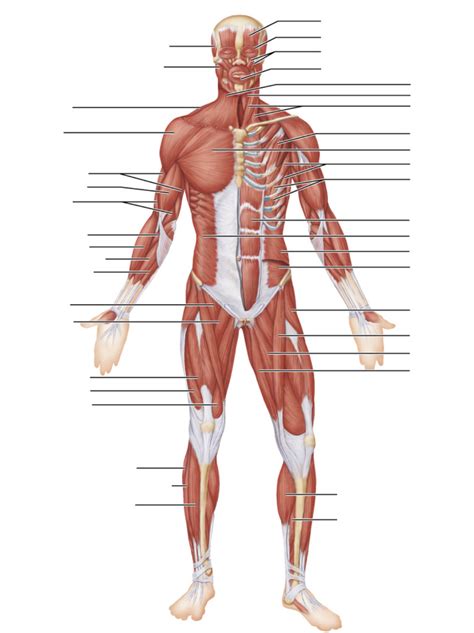 Final Lab Practical Muscle Labeling Diagram Quizlet