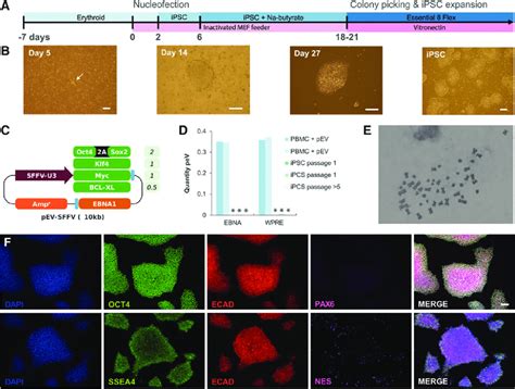 Reprogramming Protocol Of Human Pbmcs To Ipscs A Time Line Of