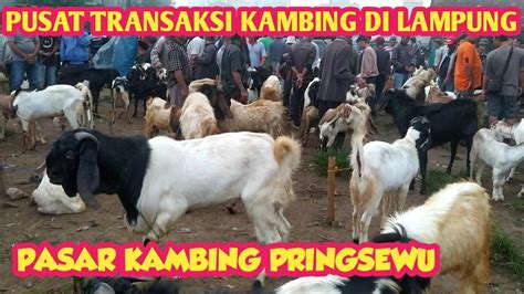 Pasar Kambing Pringsewu Pusat Transaksi Kambing Di Lampung Youtube