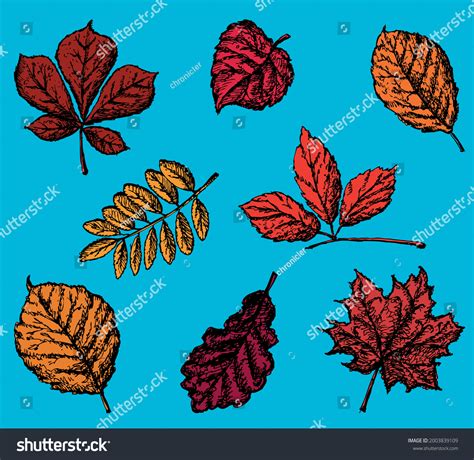 Vector Image Set Drawn Autumn Leaves Stock Vector Royalty Free