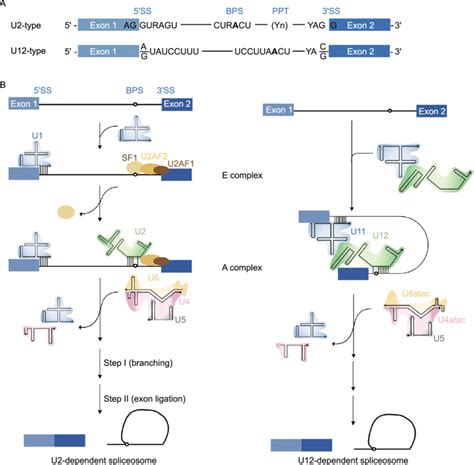 U Dependent Major Spliceosome Versus U Dependent Minor